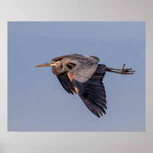 20x16 Great Blue Heron im Flug Poster