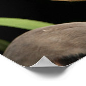 20x16 Great Blue Heron Poster (Ecke)