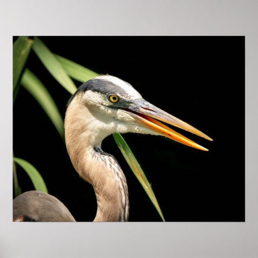 20x16 Great Blue Heron Poster (Vorne)