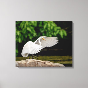 20x16 Großer Egret Leinwanddruck