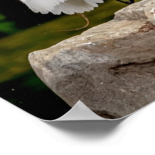20x16 Großer Egret Poster (Ecke)
