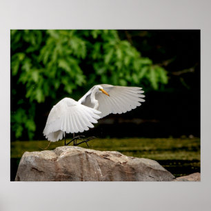 20x16 Großer Egret Poster