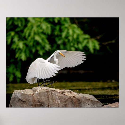 20x16 Großer Egret Poster (Vorne)