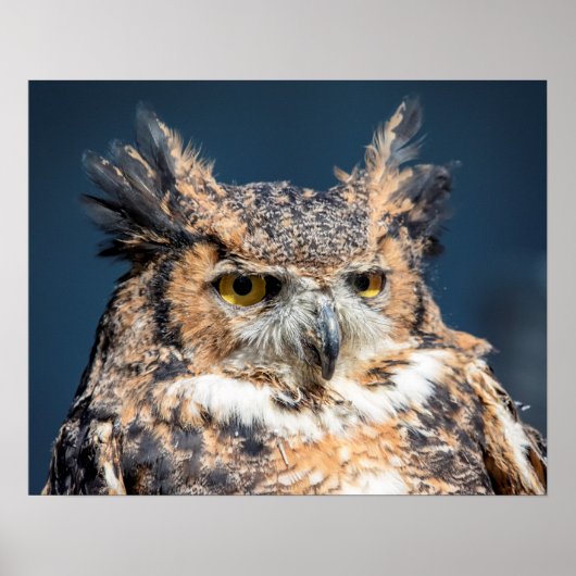20x16 Großes Horned Owl Portrait Poster (Vorne)