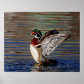 20x16 Holzente Poster (Vorne)