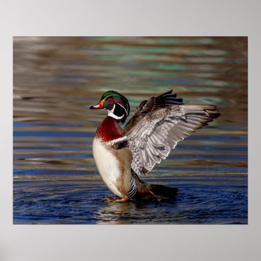 20x16 Holzente Poster (Vorne)
