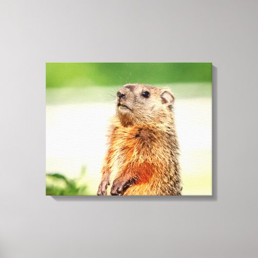 20x16 Junge Groundhog Leinwanddruck (Vorderseite)