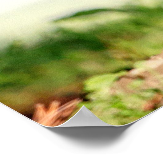 20x16 Junge Groundhog Poster (Ecke)