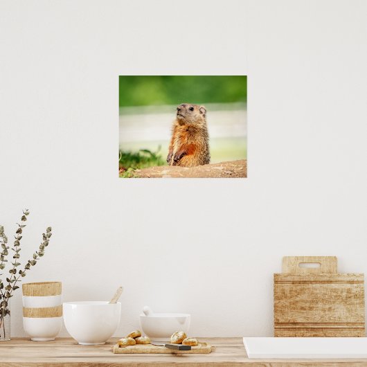 20x16 Junge Groundhog Poster (Küche)