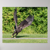 20x16 Juvenile Bald Adler Poster (Vorne)
