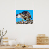20x16 Juvenile Osprey im Nest Poster (Küche)