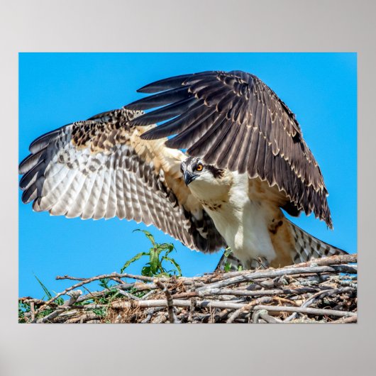 20x16 Juvenile Osprey im Nest Poster (Vorne)