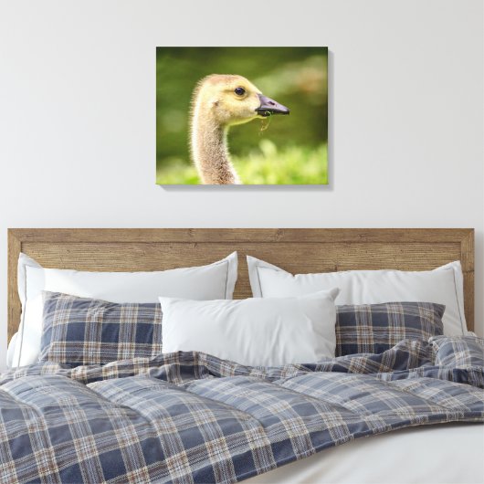 20x16 Kanadische Gans (Gänse) Leinwanddruck (Insitu (Schlafzimmer))