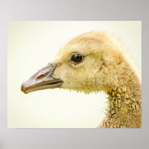 20x16 Kanadische Gans (Gänse) Poster
