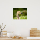 20x16 Kanadische Gans (Gänse) Poster (Küche)