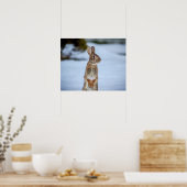 20x16 Kaninchen im Schnee Poster (Küche)