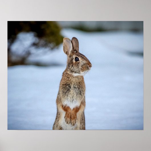 20x16 Kaninchen im Schnee Poster (Vorne)
