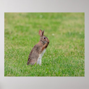 20x16 Kaninchen stehend im Gras und schüchtern aus Poster