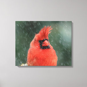 20x16 Kardinal in einem Kiefernbaum bei einem Schn Leinwanddruck