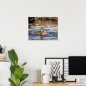 20x16 Mallard Duck im Downing Park Poster (Heimbüro)