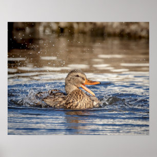 20x16 Mallard Duck im Downing Park Poster