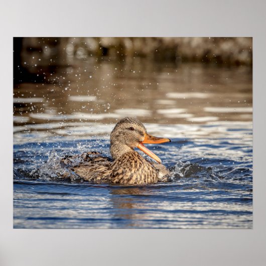 20x16 Mallard Duck im Downing Park Poster (Vorne)