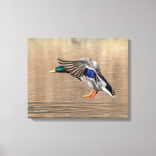20x16 Mallard Duck im Flug Leinwanddruck (Vorderseite)