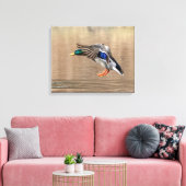 20x16 Mallard Duck im Flug Leinwanddruck (Insitu (Wohnzimmer))