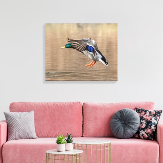 20x16 Mallard Duck im Flug Leinwanddruck (Insitu (Wohnzimmer))