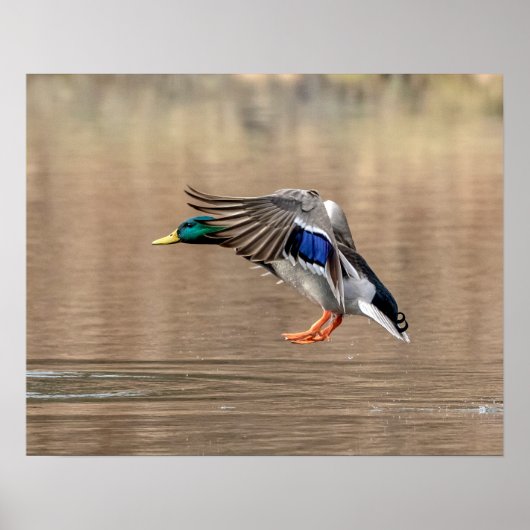 20x16 Mallard Duck im Flug Poster (Vorne)