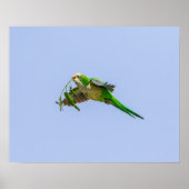 20x16 Monk Parakeet im Rio Grande Tal Poster (Vorne)