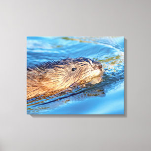 20x16 Muskrat in Vassar Farms Ecological Preserve Leinwanddruck
