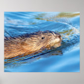 20x16 Muskrat in Vassar Farms Ecological Preserve Poster (Vorne)