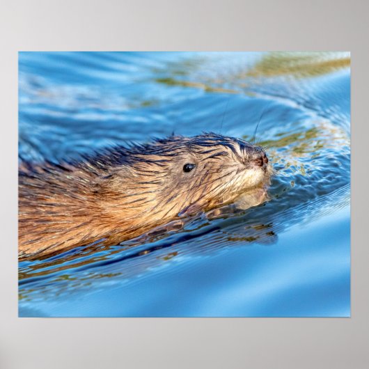20x16 Muskrat in Vassar Farms Ecological Preserve Poster (Vorne)