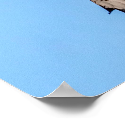 20x16 Northern Harrier Poster (Ecke)