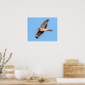 20x16 Northern Harrier Poster (Küche)