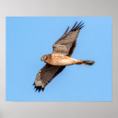 20x16 Northern Harrier Poster (Vorne)