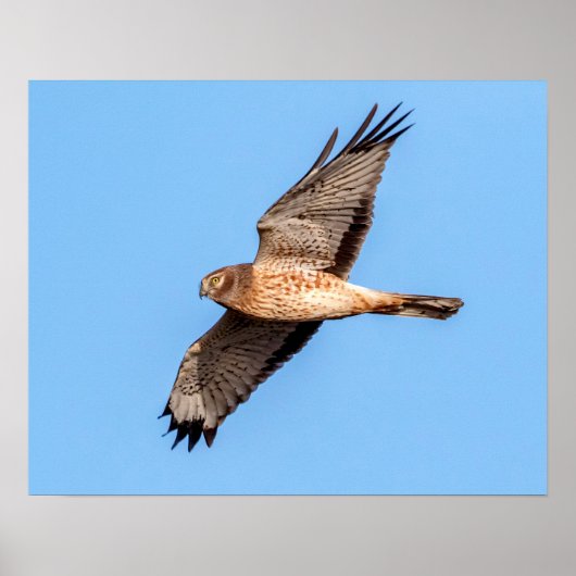 20x16 Northern Harrier Poster (Vorne)