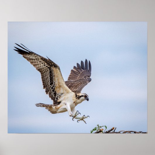 20x16 Osprey Landung im Nest Poster (Vorne)