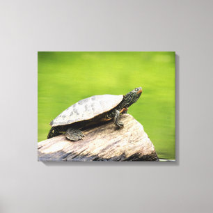 20x16 Painted Turtle on a log Leinwanddruck