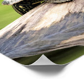 20x16 Painted Turtle on a log Poster (Ecke)