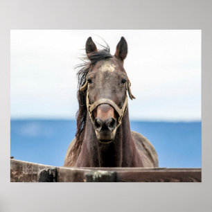 20x16 Pferdeportrait Poster