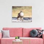 20x16 Porträt eines ungetrübten roten Schwanzfalke Leinwanddruck (Insitu (Wohnzimmer))