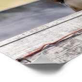 20x16 Porträt eines ungetrübten roten Schwanzfalke Poster (Ecke)