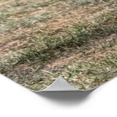 20x16 Red Fox in einem Feld Poster (Ecke)