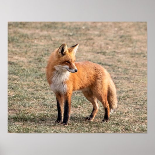 20x16 Red Fox in einem Feld Poster (Vorne)
