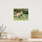 20x16 Red Fox Kits spielen Poster (Küche)