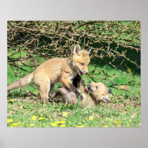 20x16 Red Fox Kits spielen Poster