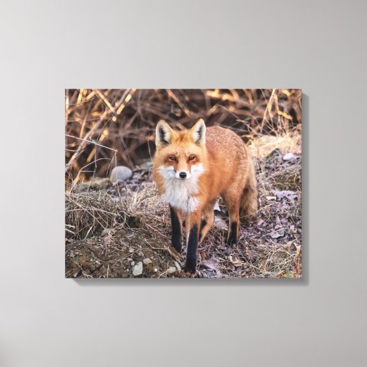 20x16 Red Fox nah und persönlich Leinwanddruck (Vorderseite)