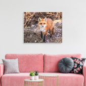 20x16 Red Fox nah und persönlich Leinwanddruck (Insitu (Wohnzimmer))